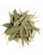 Eucalyptus feuilles longues entières bio 100g Herboristerie de Paris tisane hiver et vitalité Abcbeauté