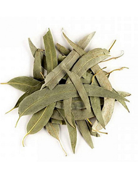Eucalyptus feuilles longues entières bio 100g Herboristerie de Paris tisane hiver et vitalité Abcbeauté
